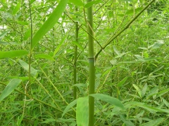 綠化竹子