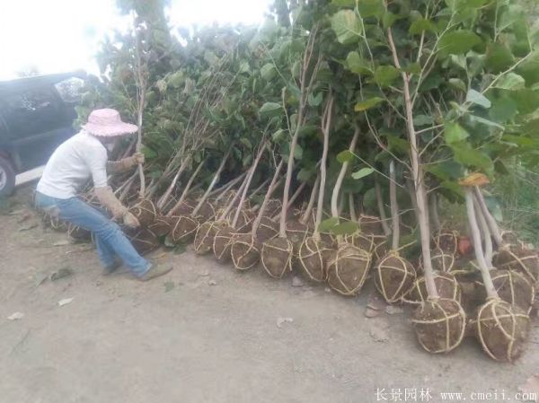 紫玉蘭圖片紫玉蘭基地實拍 紫玉蘭圖片紫玉蘭基地實拍
