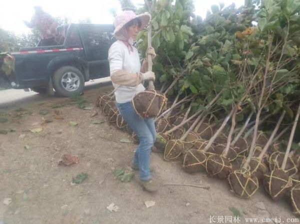 紫玉蘭圖片紫玉蘭基地實拍 紫玉蘭圖片紫玉蘭基地實拍