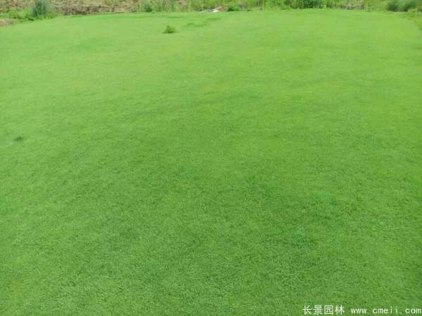 馬尼拉草坪種子發芽出苗圖片