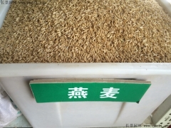 燕麥種子