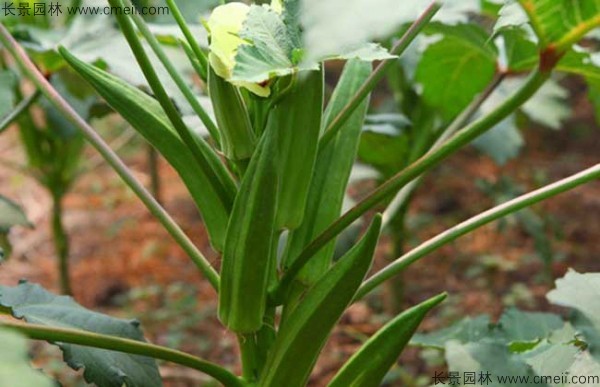黃秋葵種子發芽出苗圖片