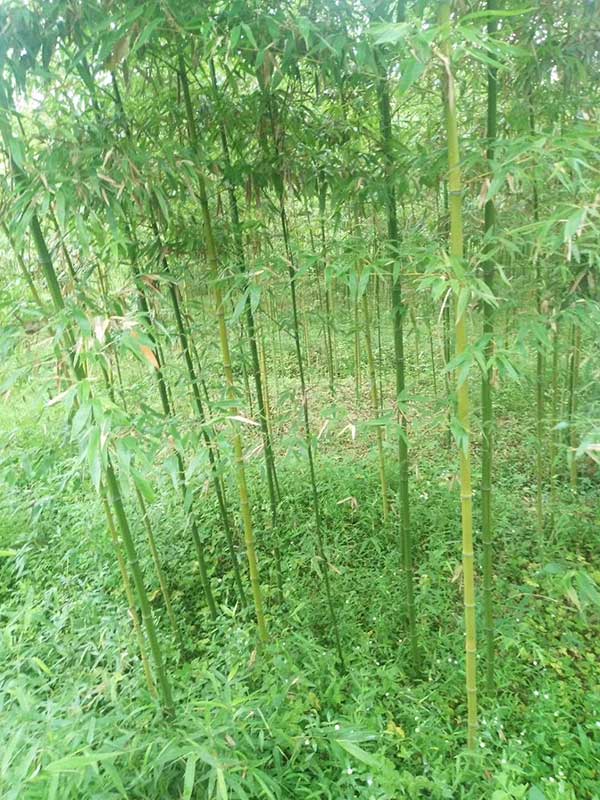 園林綠化竹子竹苗