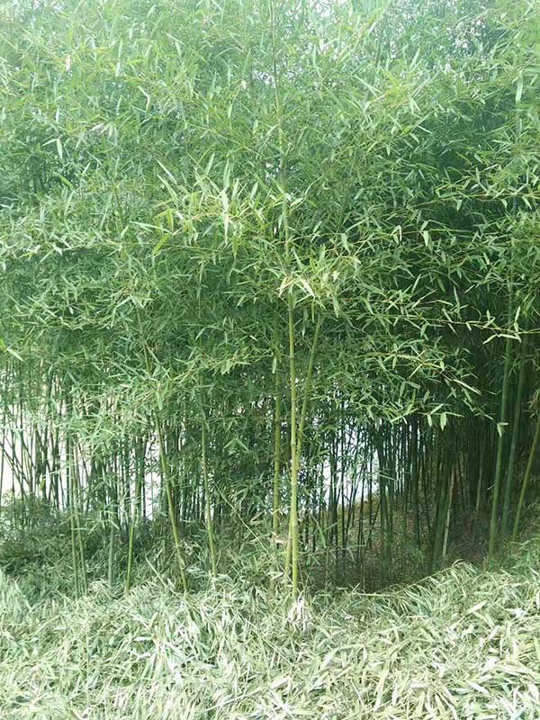 四季常綠竹子竹苗