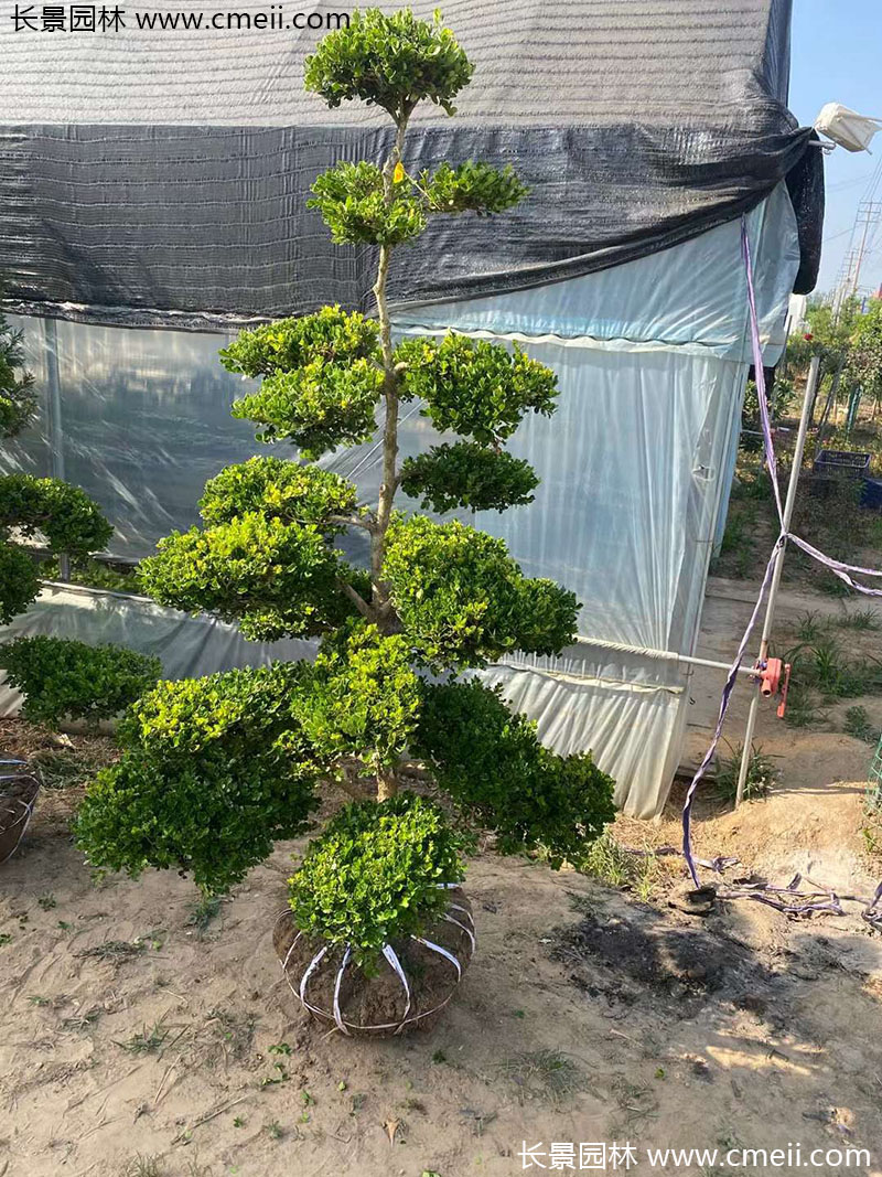 瓜子黃楊小葉黃楊造型樹 瓜子黃楊小葉黃楊造型樹