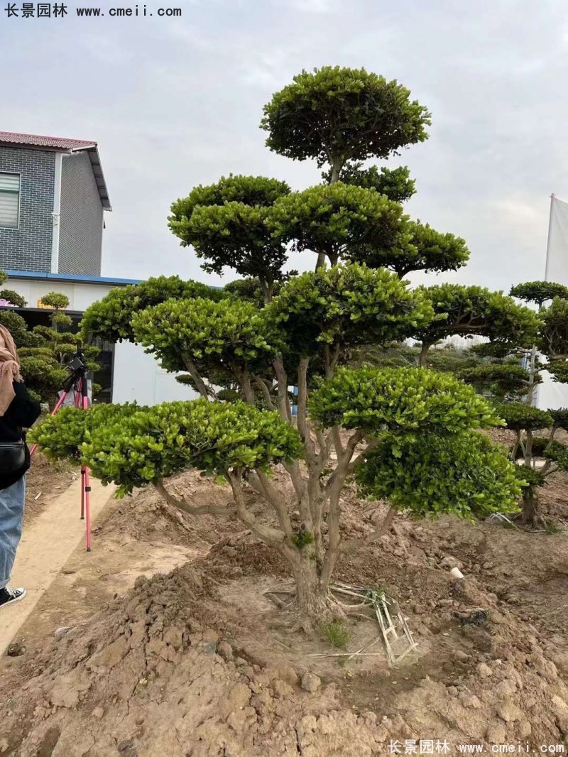 瓜子黃楊小葉黃楊造型樹 瓜子黃楊小葉黃楊造型樹