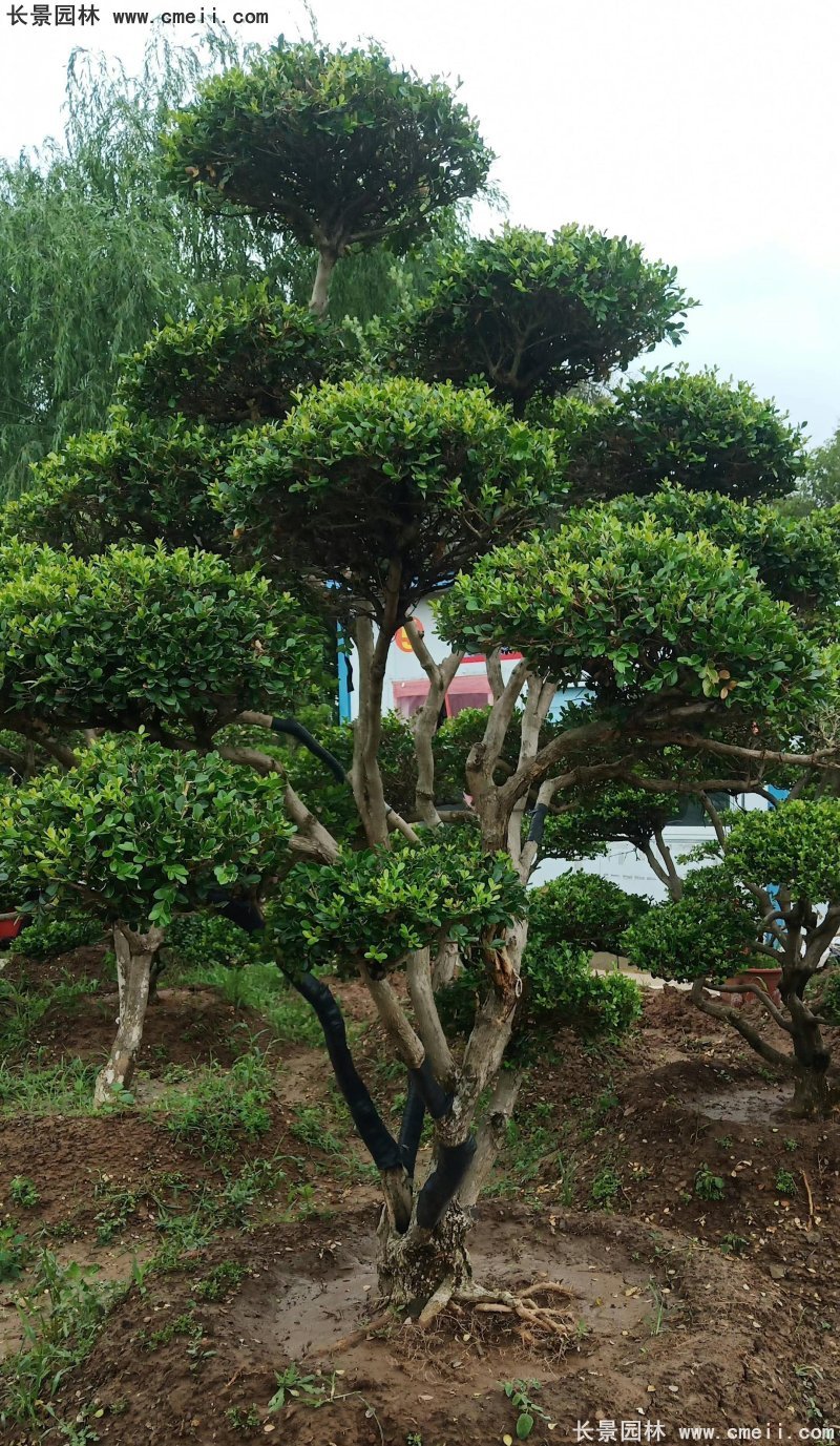 瓜子黃楊小葉黃楊造型樹 瓜子黃楊小葉黃楊造型樹