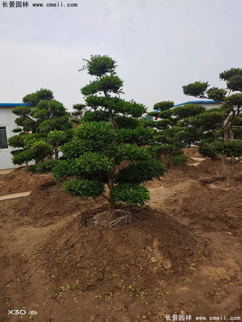 瓜子黃楊小葉黃楊造型樹 瓜子黃楊小葉黃楊造型樹