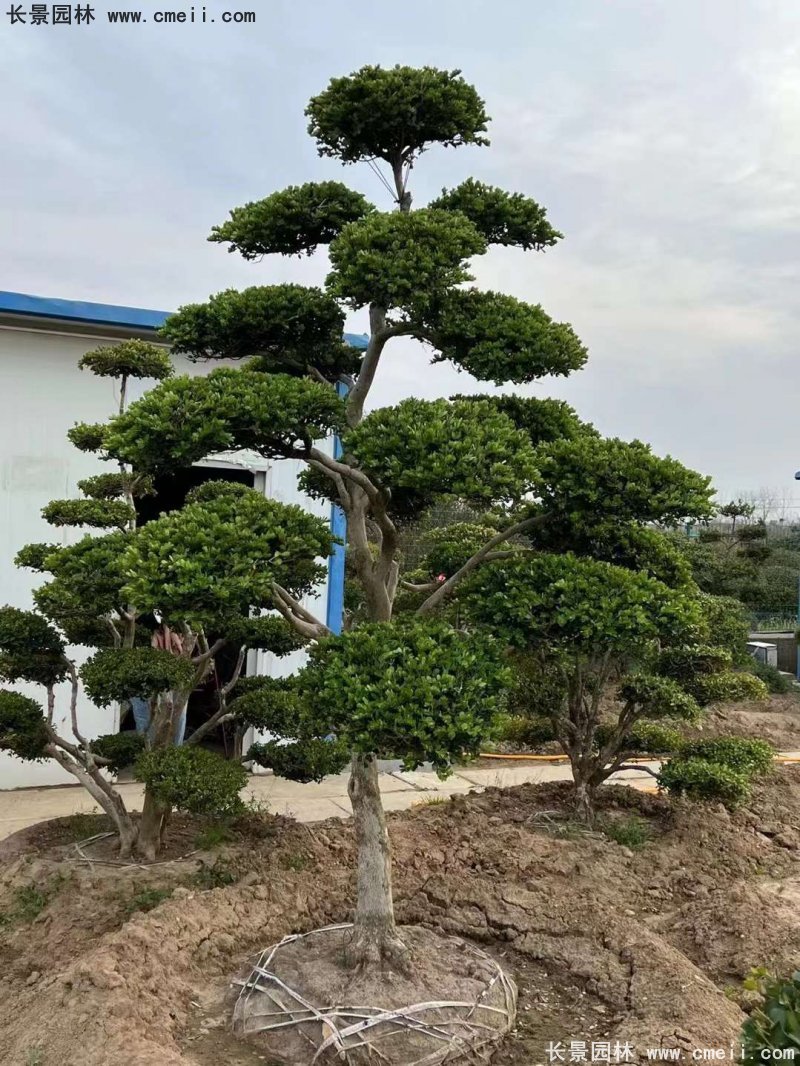 瓜子黃楊小葉黃楊造型樹 瓜子黃楊小葉黃楊造型樹