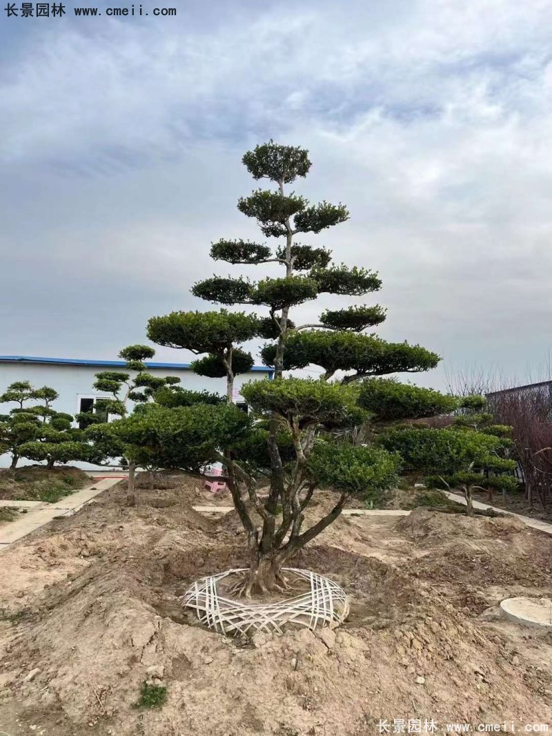 瓜子黃楊小葉黃楊造型樹 瓜子黃楊小葉黃楊造型樹