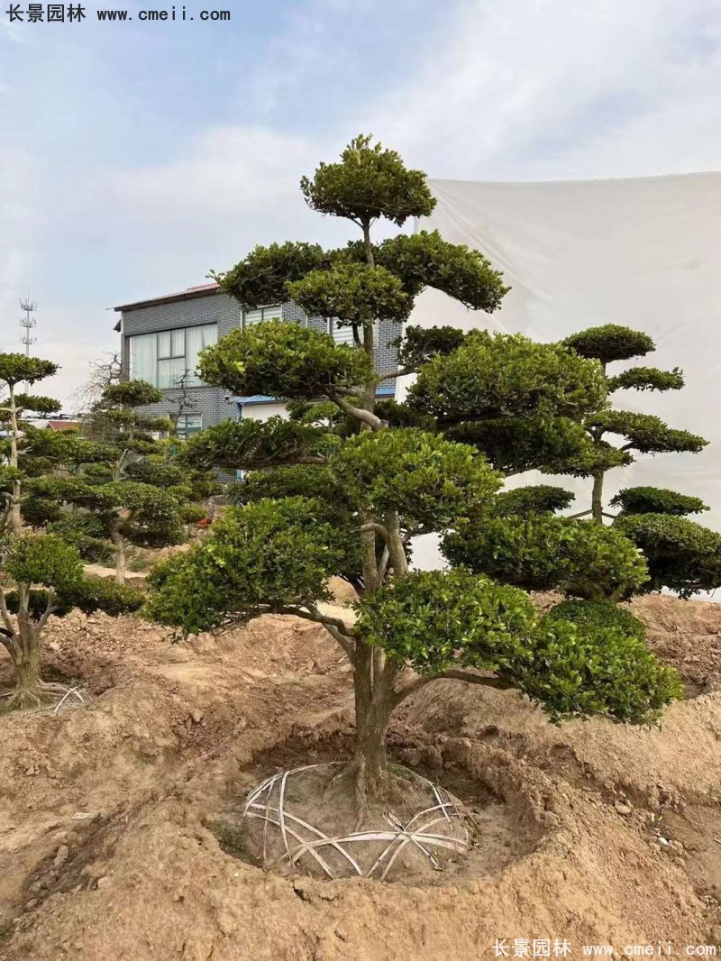瓜子黃楊小葉黃楊造型樹 瓜子黃楊小葉黃楊造型樹