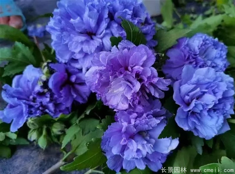 藍莓冰沙木槿