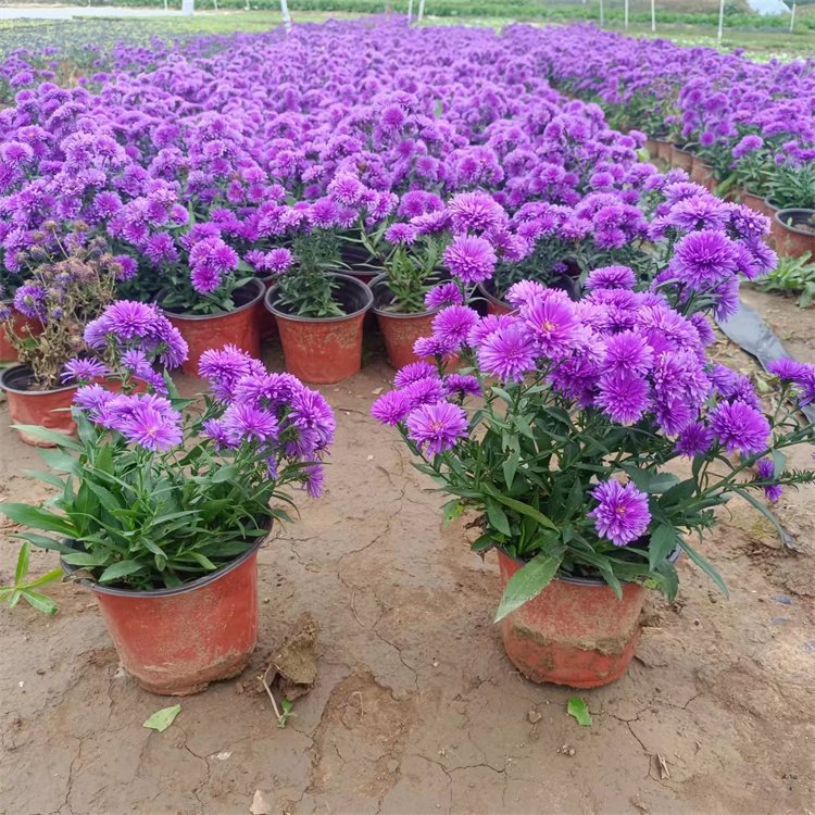丹麥翠菊荷蘭菊重瓣紫苑
